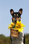 shorthaired Collie portrait