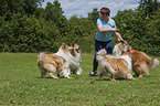 4 longhaired Collies