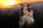 longhaired Collie portrait