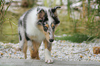 young longhaired Collie