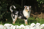 young longhaired Collie