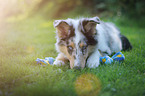 young longhaired Collie