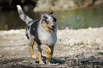 young longhaired Collie