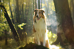 sitting longhaired Collie