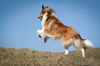 playing longhaired Collie