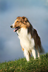 standing longhaired Collie