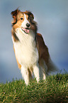 standing longhaired Collie