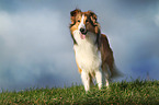 standing longhaired Collie