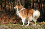 standing longhaired Collie