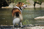 standing longhaired Collie