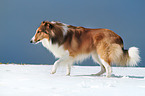 walking longhaired Collie