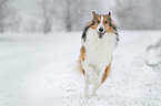 running longhaired Collie