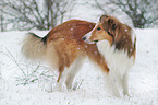 standing longhaired Collie