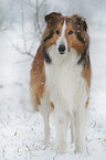 standing longhaired Collie