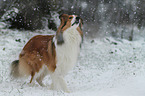 walking longhaired Collie