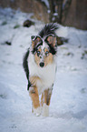 walking longhaired Collie