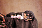 longhaired Collie Puppy