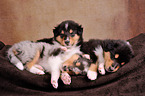 longhaired Collie Puppies