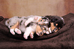 longhaired Collie Puppies