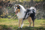 standing longhaired Collie