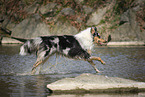 running longhaired Collie