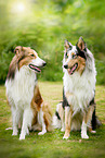 2 longhaired Collies