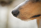 longhaired Collie nose