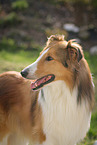 longhaired Collie portrait