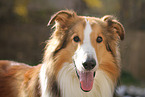 longhaired Collie portrait