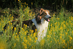 standing longhaired Collie