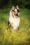 sitting longhaired Collie