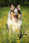 sitting longhaired Collie