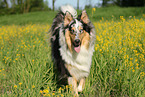 walking longhaired Collie