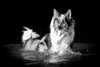 bathing longhaired Collie