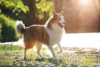 walking longhaired Collie