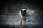 shaking longhaired Collie