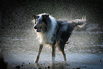 shaking longhaired Collie