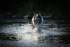 walking longhaired Collie