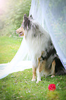 sitting longhaired Collie