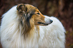 longhaired Collie Portrait