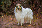 longhaired Collie