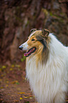 longhaired Collie Portrait