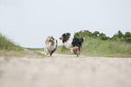 longhaired Collies