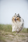 running longhaired Collie