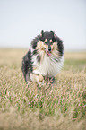 running longhaired Collie