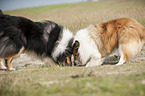 longhaired Collies