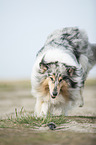 running longhaired Collie