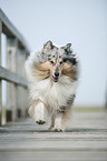 running longhaired Collie