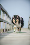 walking longhaired Collie