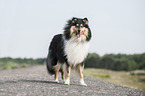 longhaired Collie